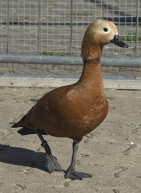不仅是对其