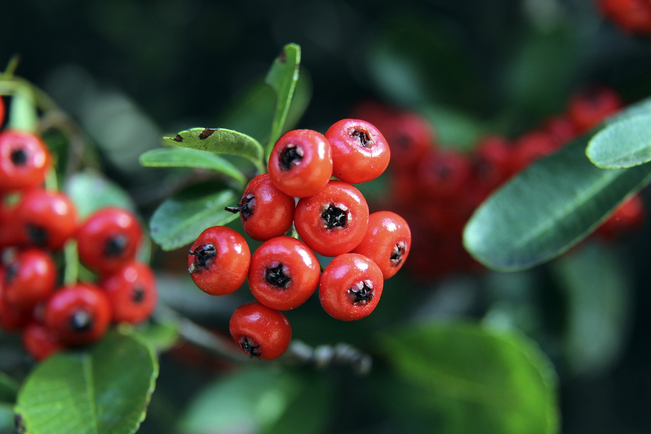 团队的双重 团队的双重