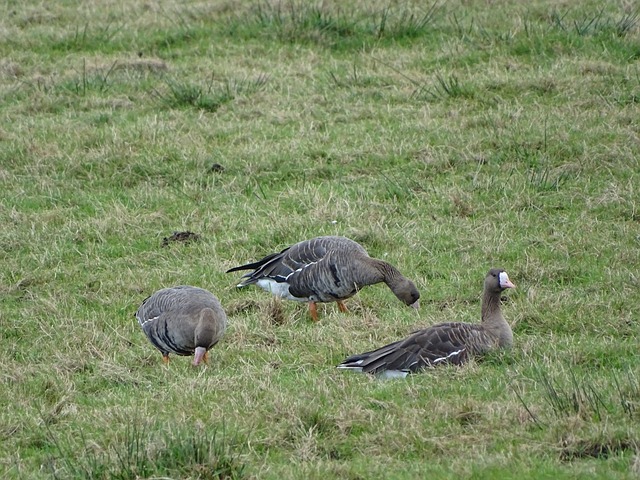 宣布表明 宣布表明