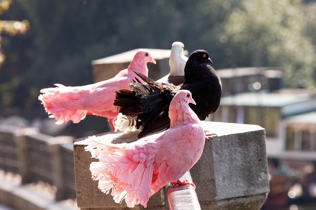 地区足球格 地区足球格